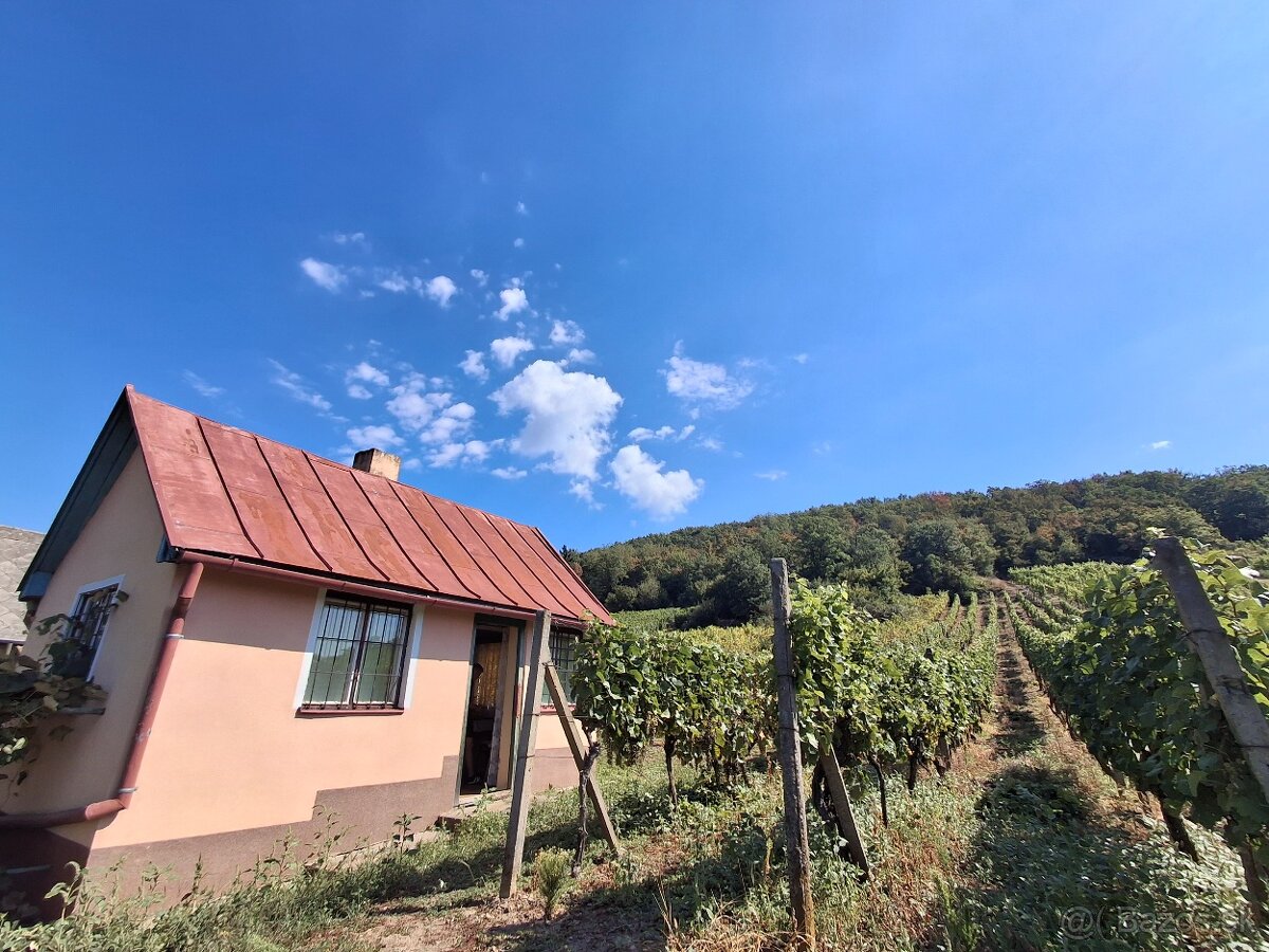 Vinohrad v Tokajskej oblasti - 13