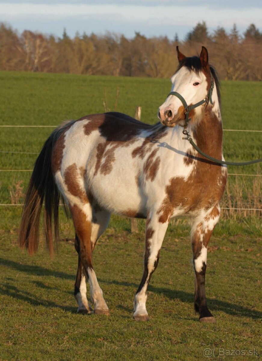 Pripúšťanie Paint Horse - 13