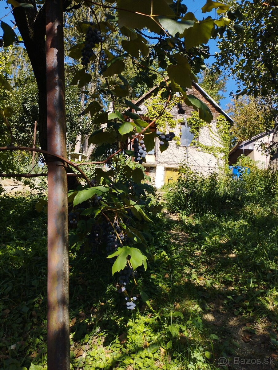 Záhrada s podpivničenou chatkou - 13