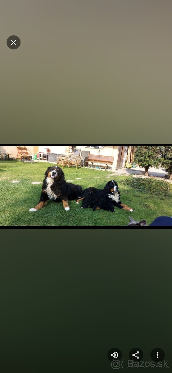 Bernský salašnícky pes- Šteniatka - 13