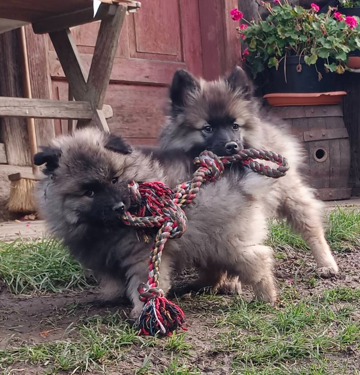 Německý špic vlčí / keeshond prodám štěňata s PP - 13