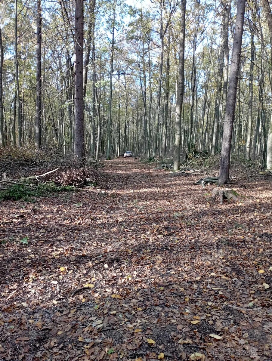 Agát, Agátové ploty - 13