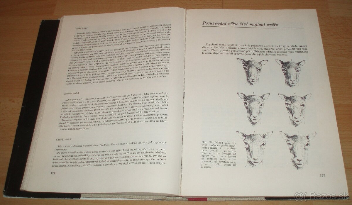 Dutorohá zvěř - 13