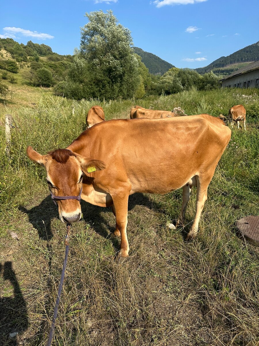 Jersey A2A2 JALOVIČKY A PRVÔSTKY - 13