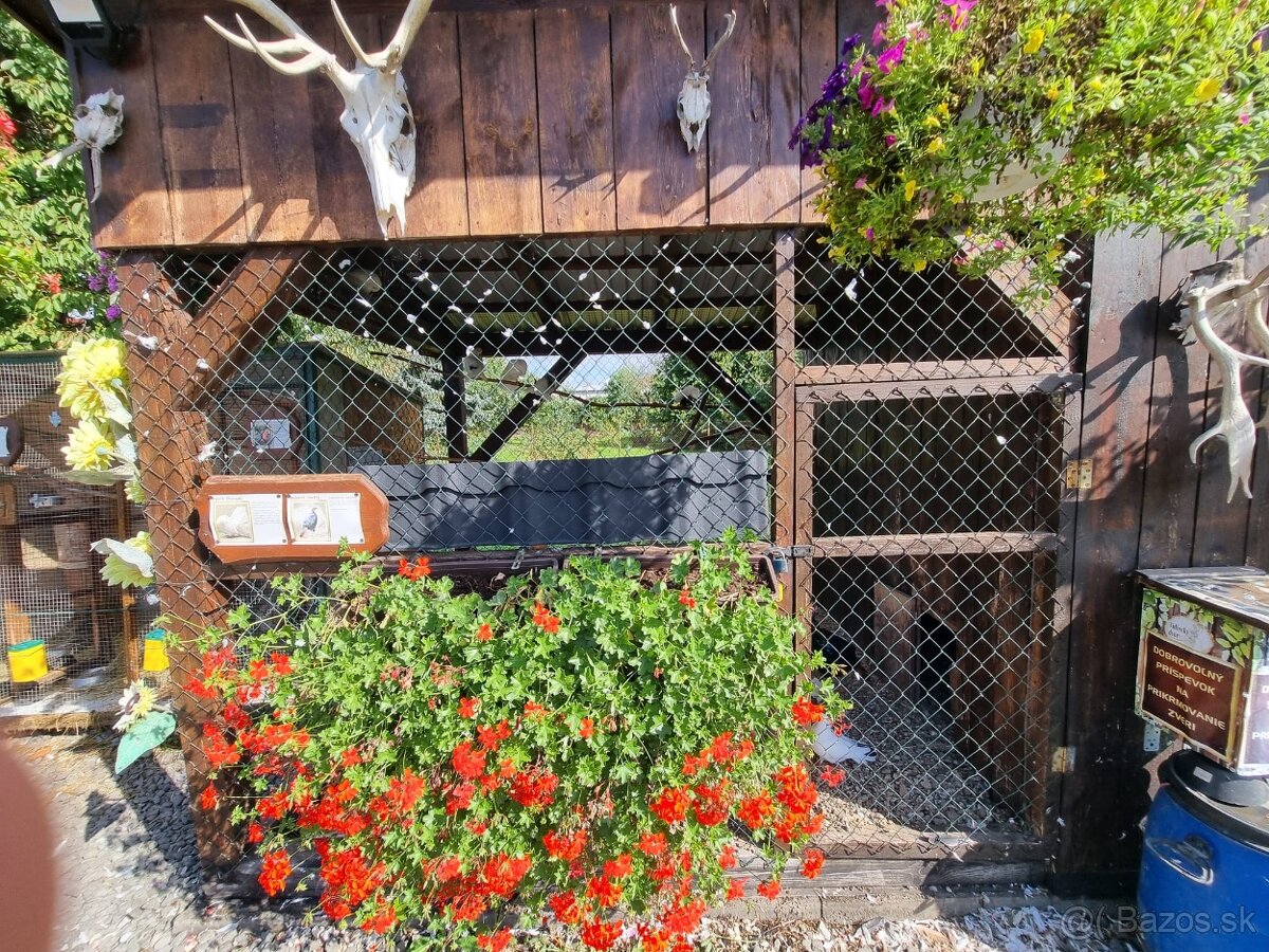 Voliery , klietky - 13