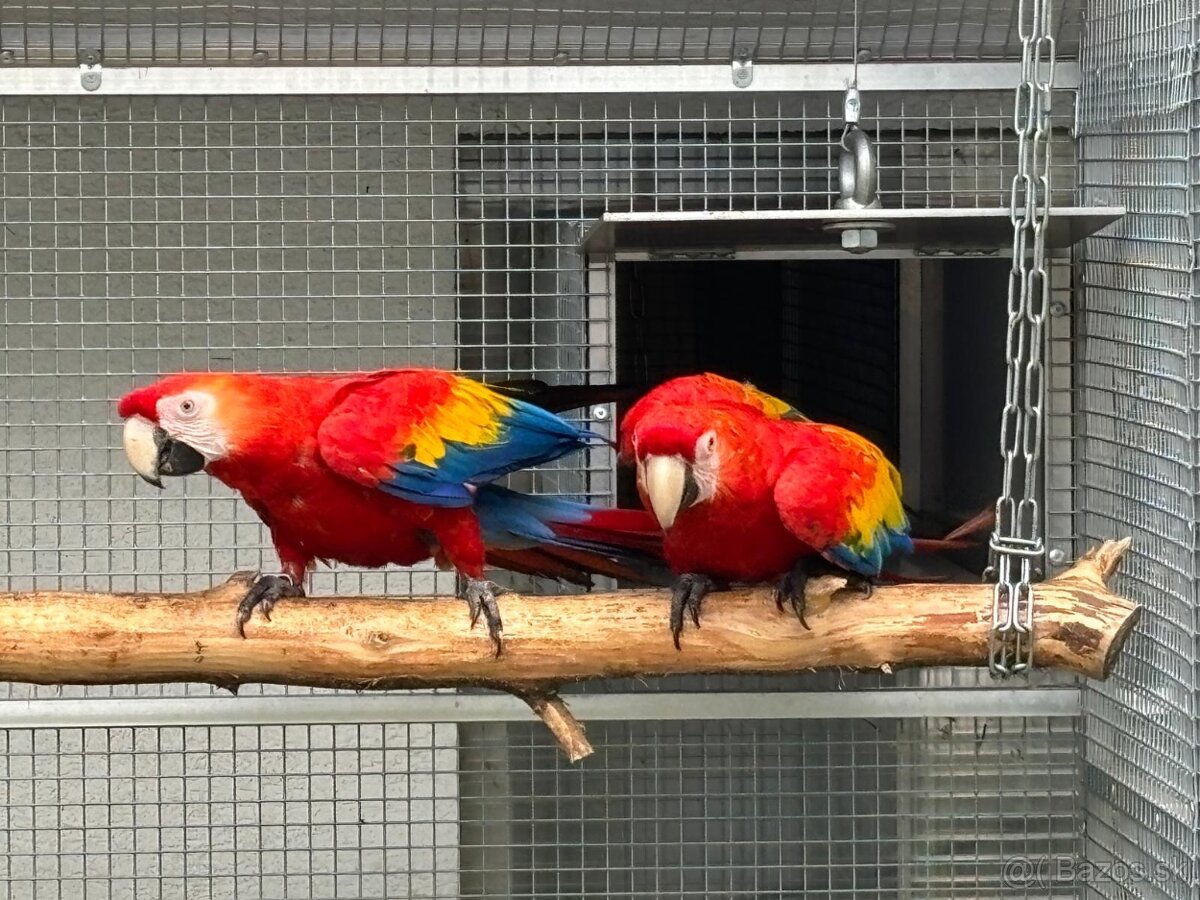 Kakadu inka , Ara arakanga - 13