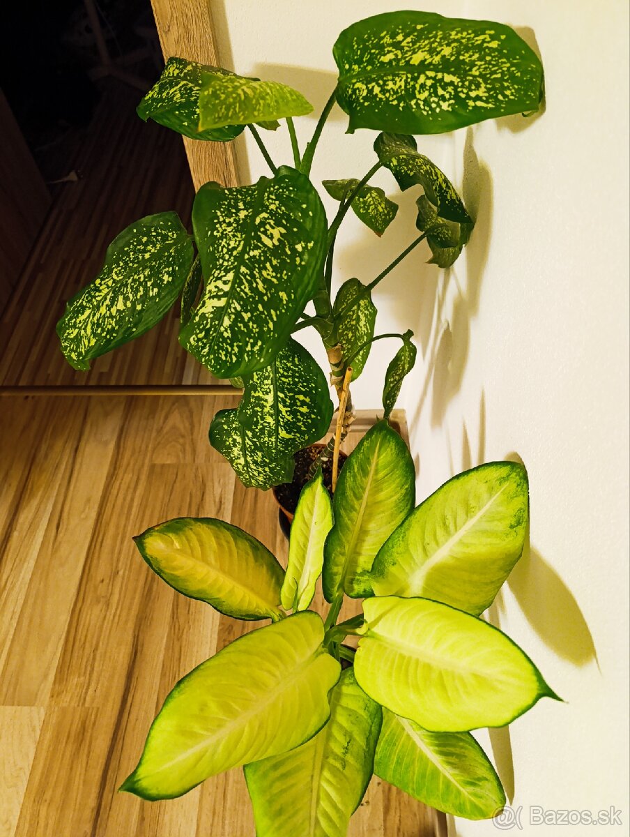 Ponúkam Zelenec, monstera minima, difenbachia - 13
