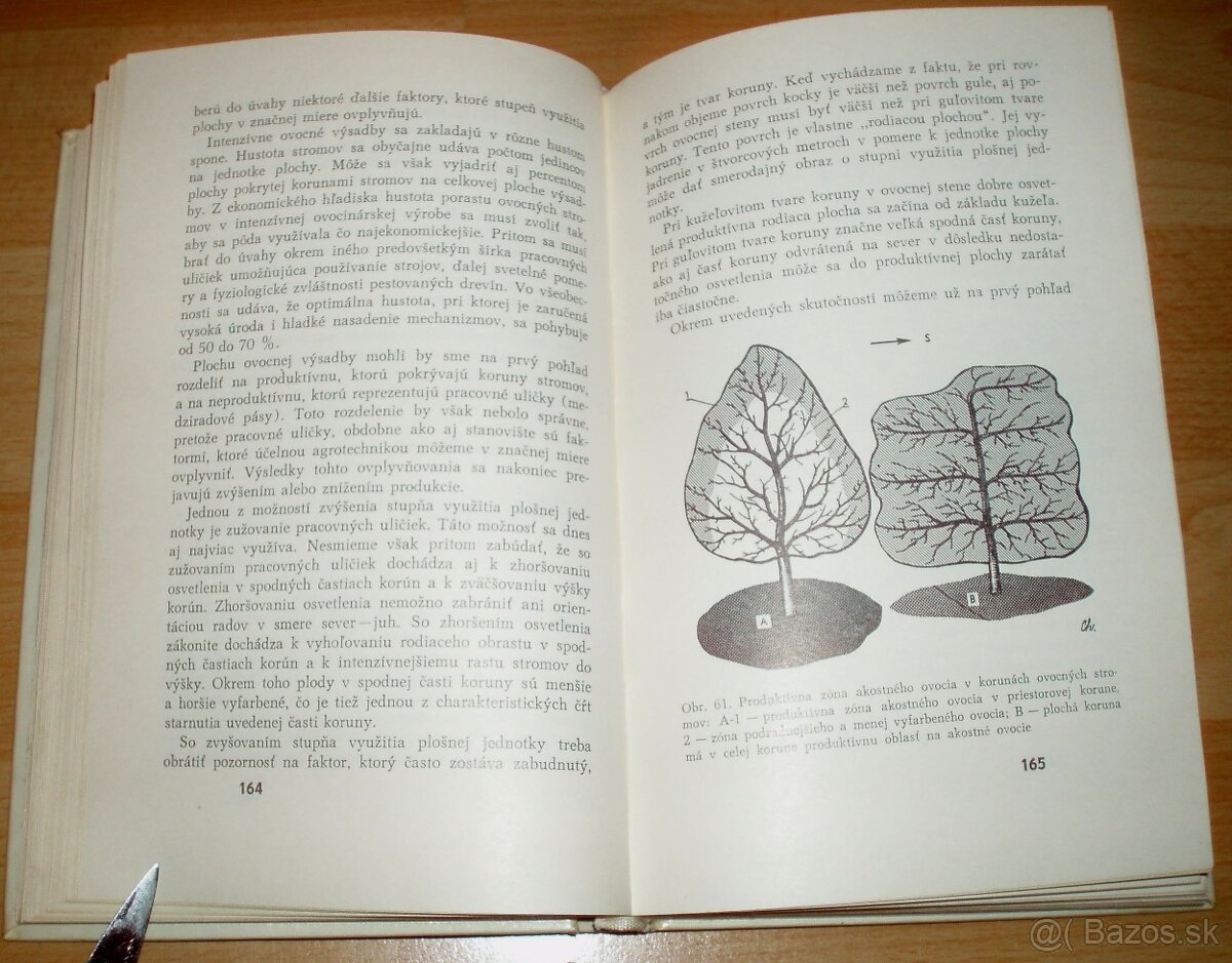 Rez a tvarovanie ovocných drevín - 13