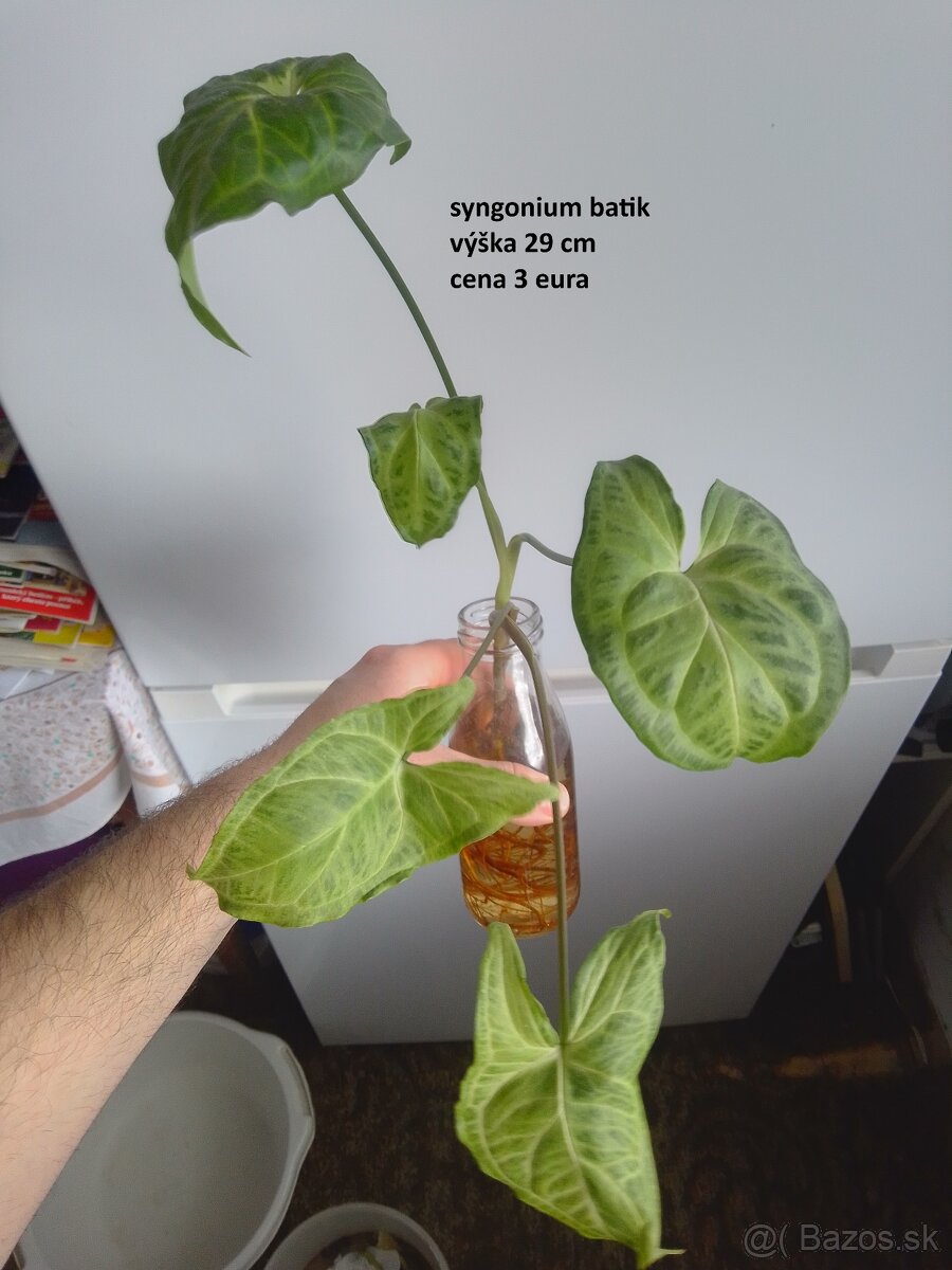 rastliny predaj - 13