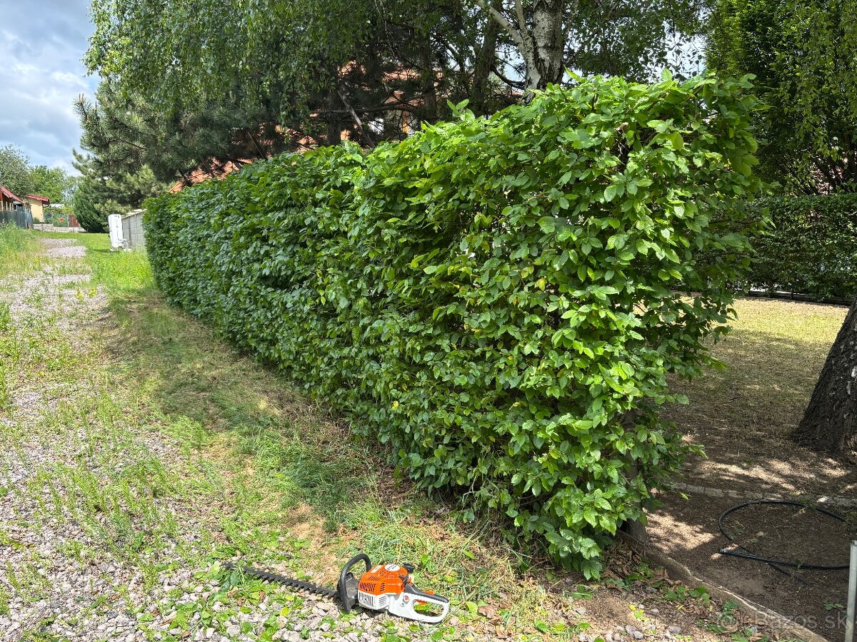 Úprava záhrad a živých plotov, vypiľovanie tují, kosenie - 13
