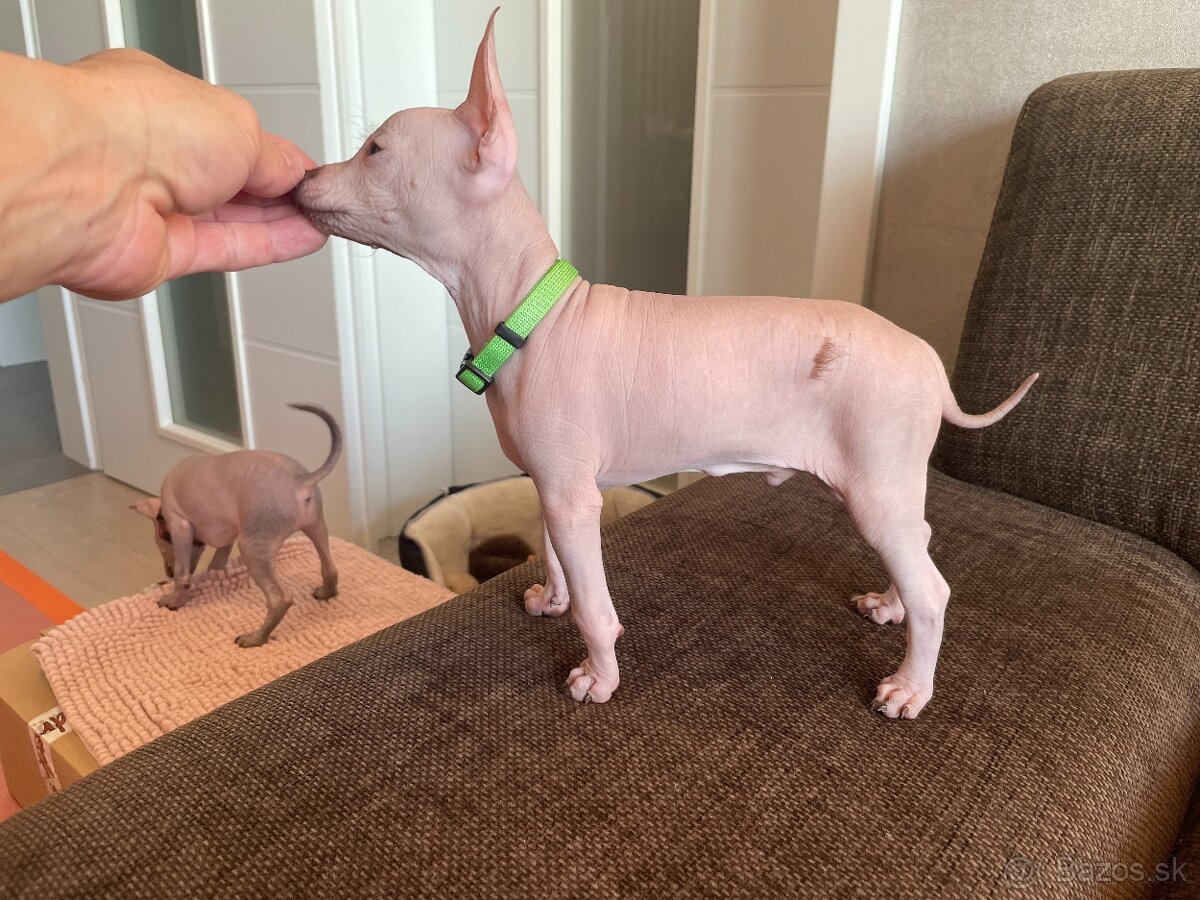 Peruánsky naháč malý - 13