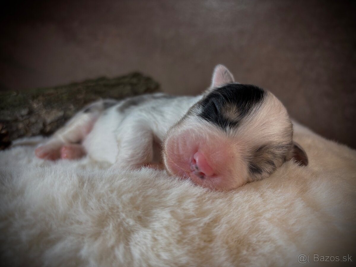 Austrálsky ovčiak s PP - 13