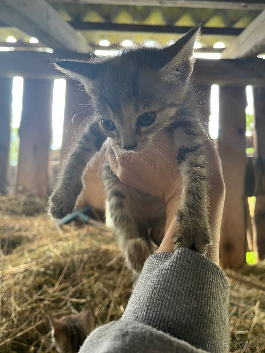 Darujem mačiatka 🐱🐾 - 13
