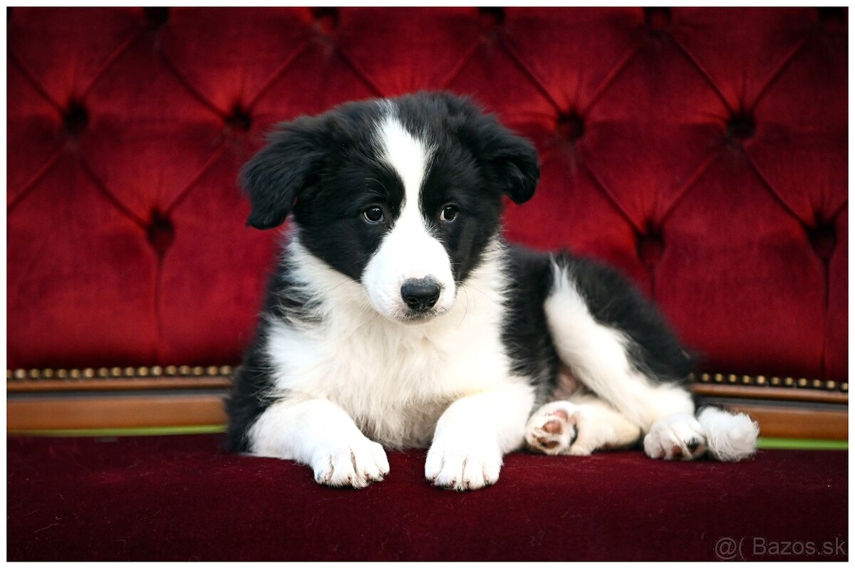 Border Collie Border Kolia s PP FCI - 13