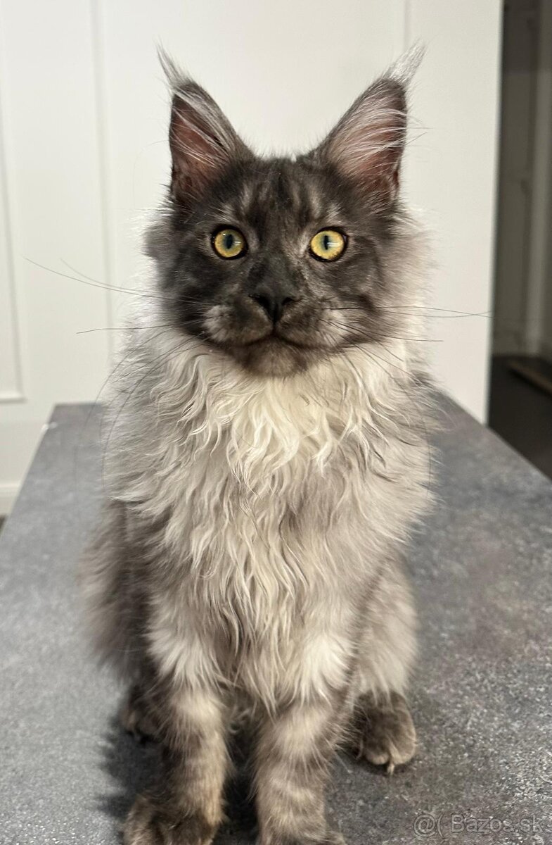Maine coon, mainská mývalia s PP - kocúrik - 13