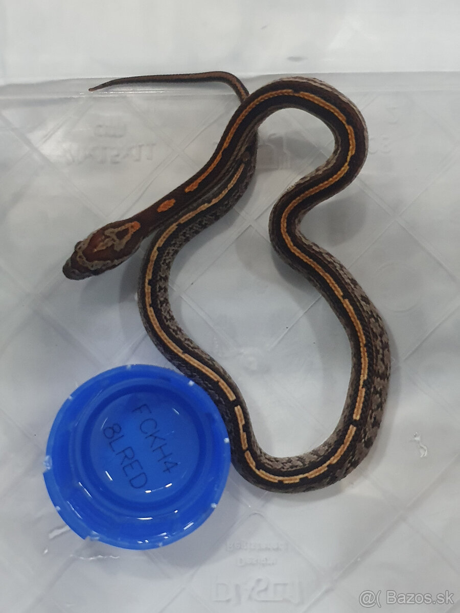 Užovka americká, Pantherophis guttatus, odchov - 13