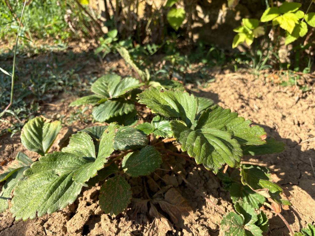 Na predaj: Ovocná záhrada v Leviciach - 13