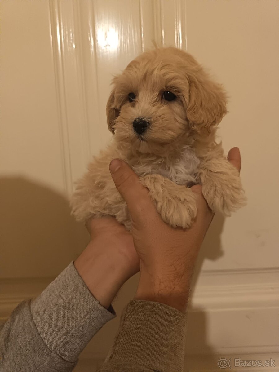 Maltipoo fenka / chalpec - 13