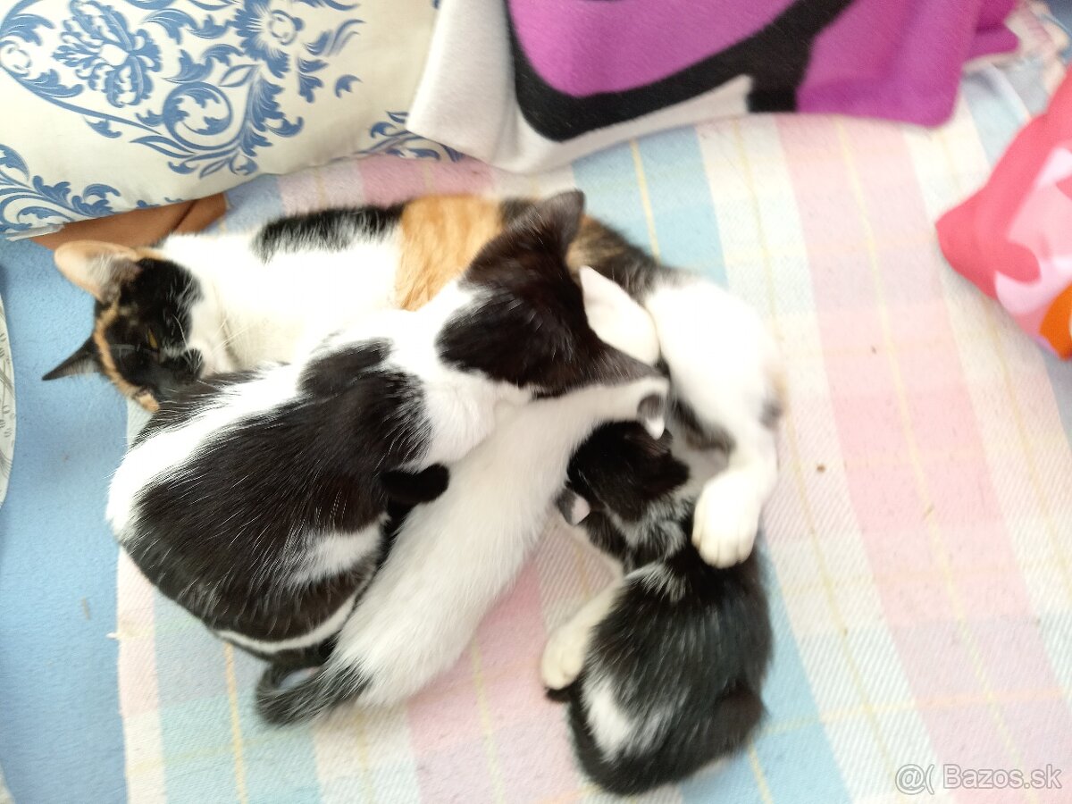 Darujeme mačiatka - 13