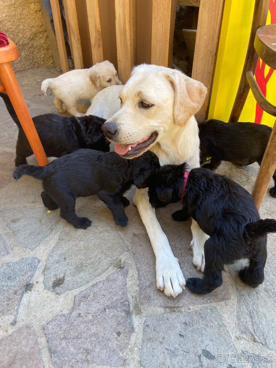Labradoodle - 13