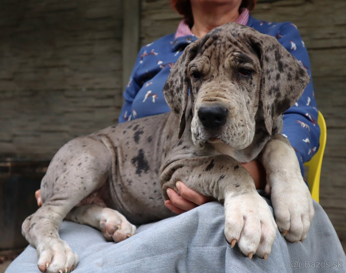 Nemecká doga s PP FCI Harle Černá Merle po šampiónoch - 13