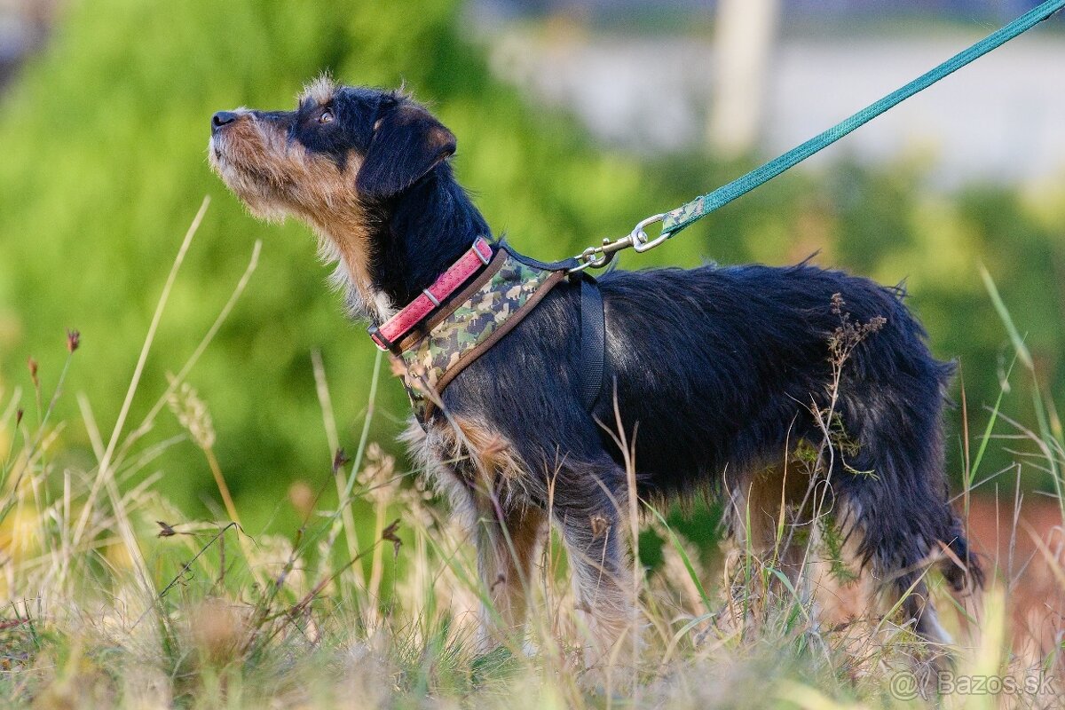 Darujem malú strapatú sučku Ariel - mix jazvečík, bradáč - 13