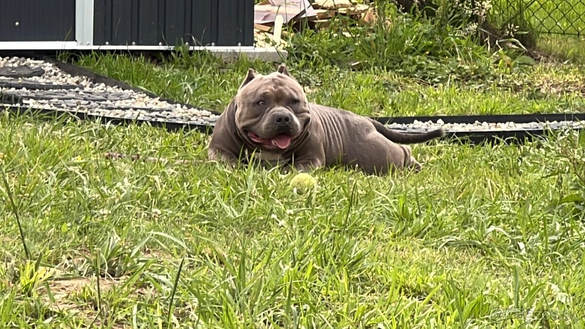 American Bully Pocket – krytí (ABKC) - 13