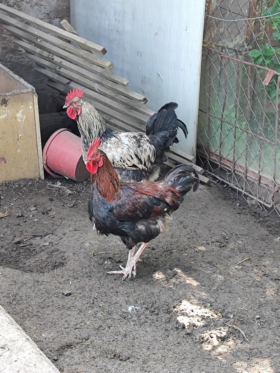 Predám kohúty - 13