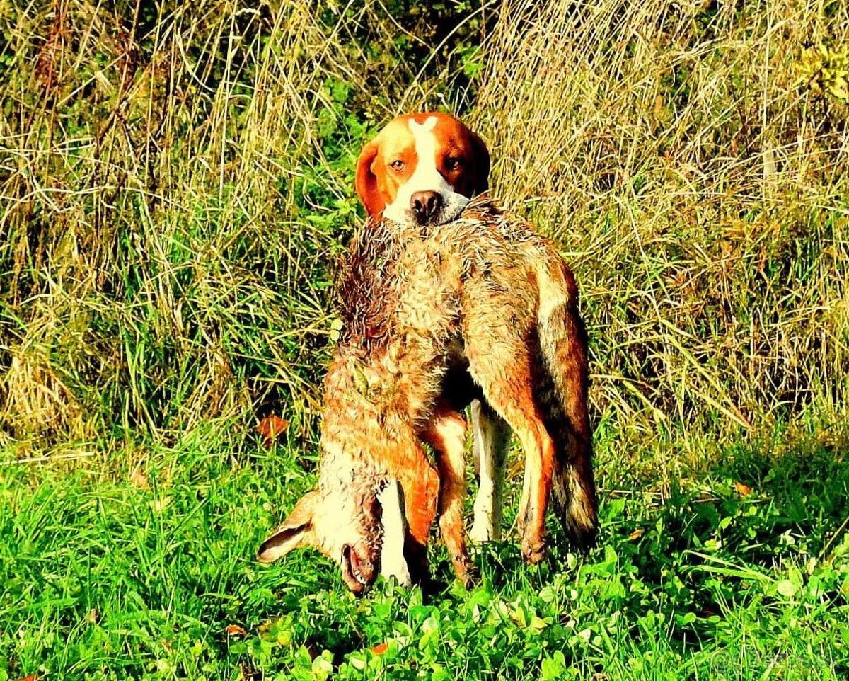 Pointer štěňata ČR - 13