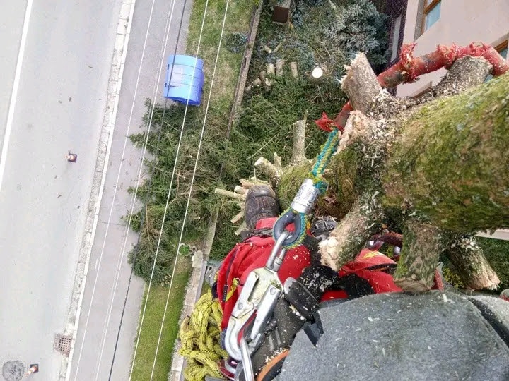 Rizikový výrub, pílenie - 13
