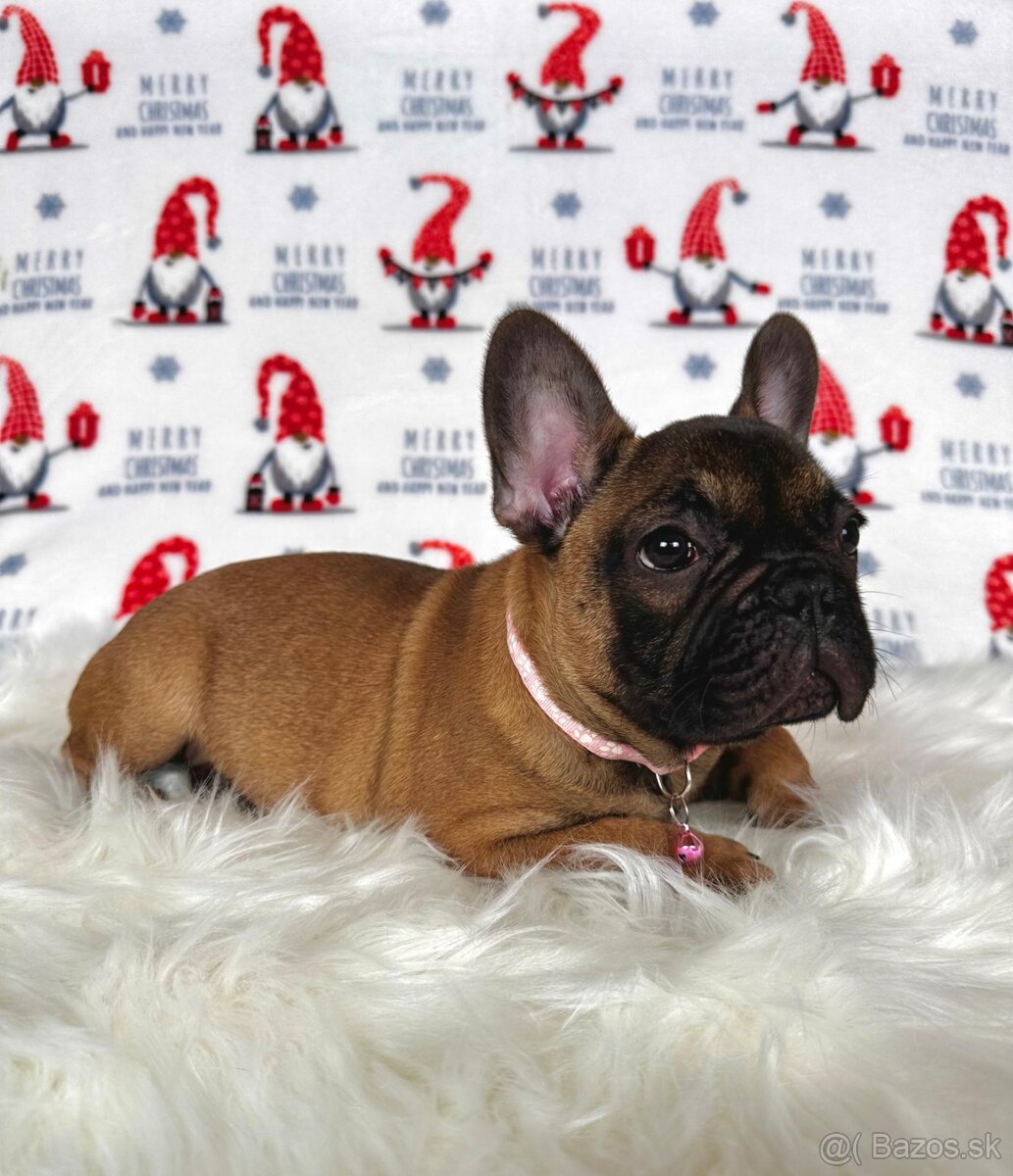 Francúzsky buldoček s PP - sučka BAMBI 🌸 - 13