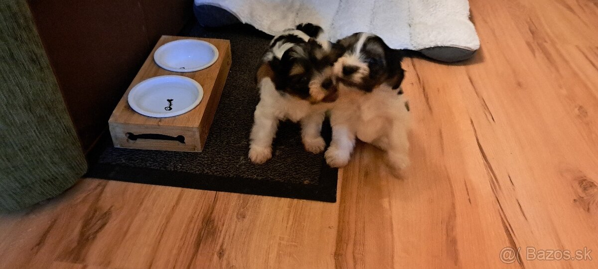 Yorkshire terier biewer mini - 13