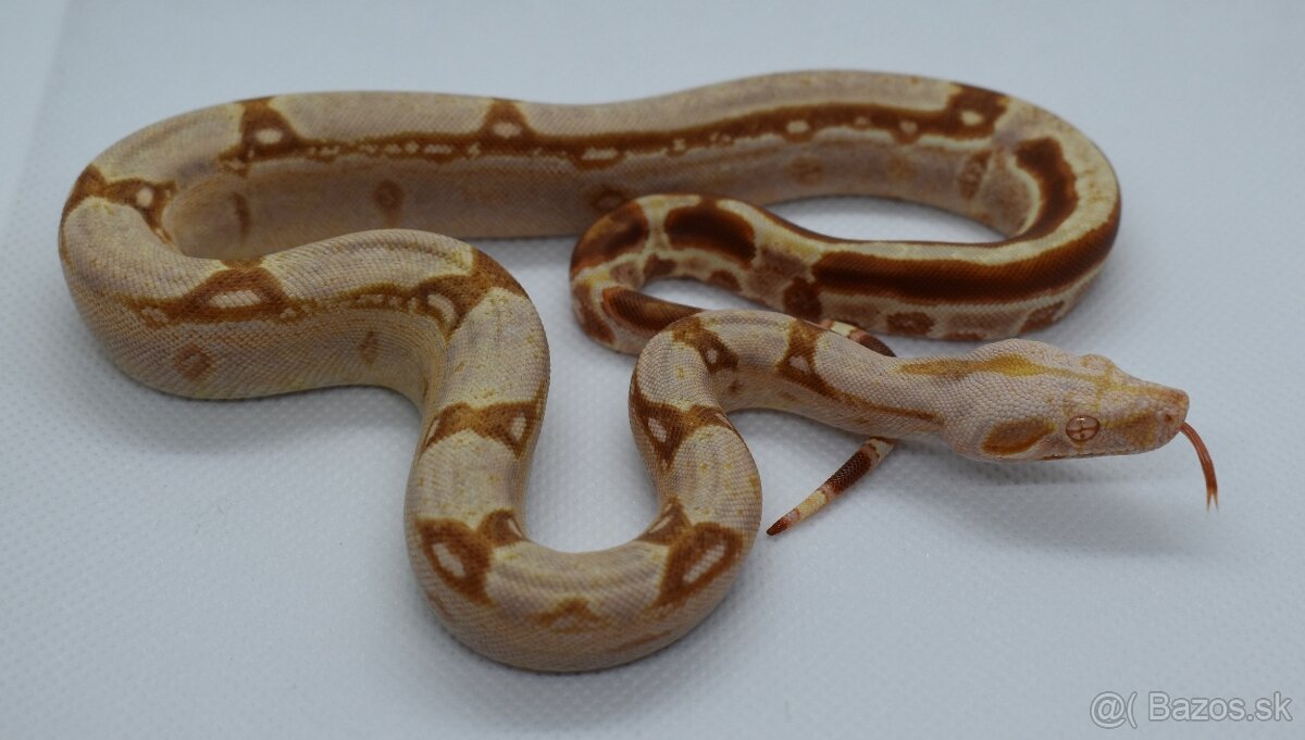 Boa Constrictor - Velhad kralovsky - 13