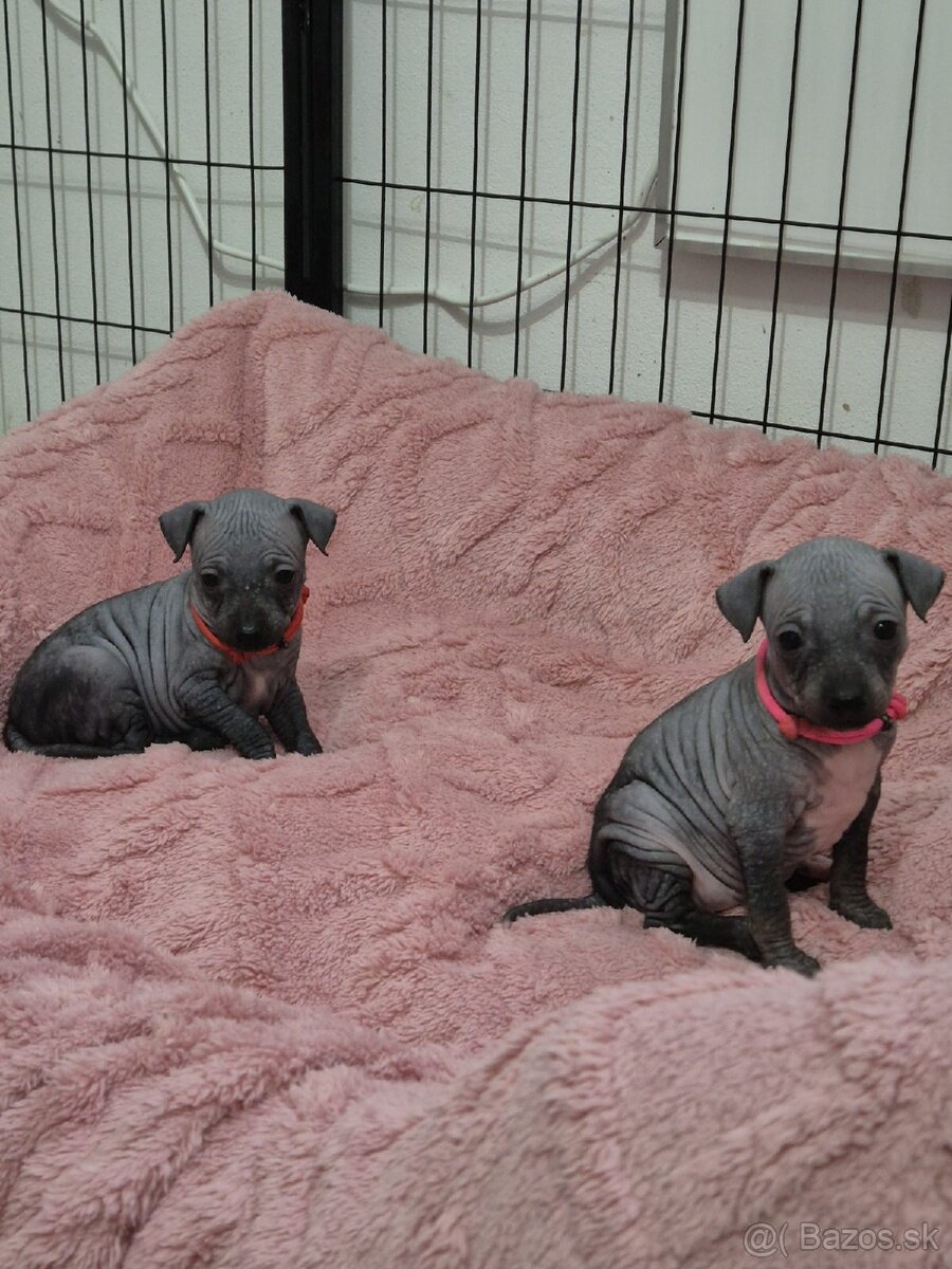 Americký bezsrstý teriér - 13