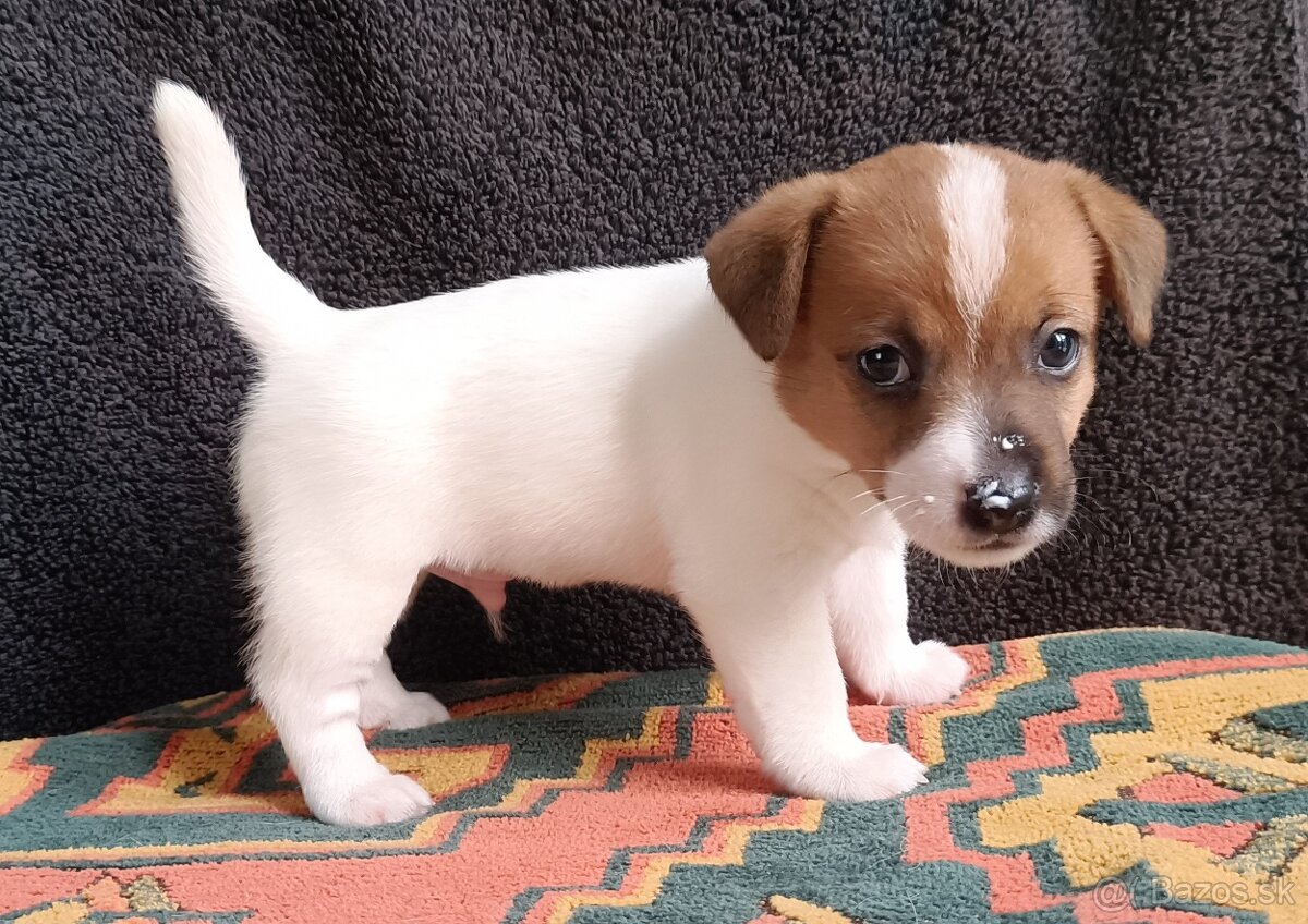 Jack Russell terrier - 13