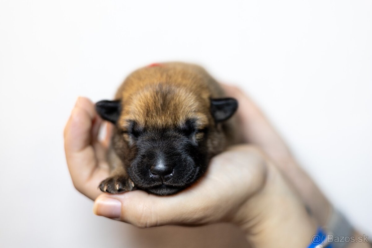 Belgický ovčiak Malinois - 13