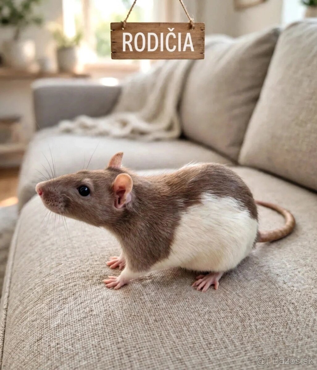 Predám potkaniky dumbo - 13