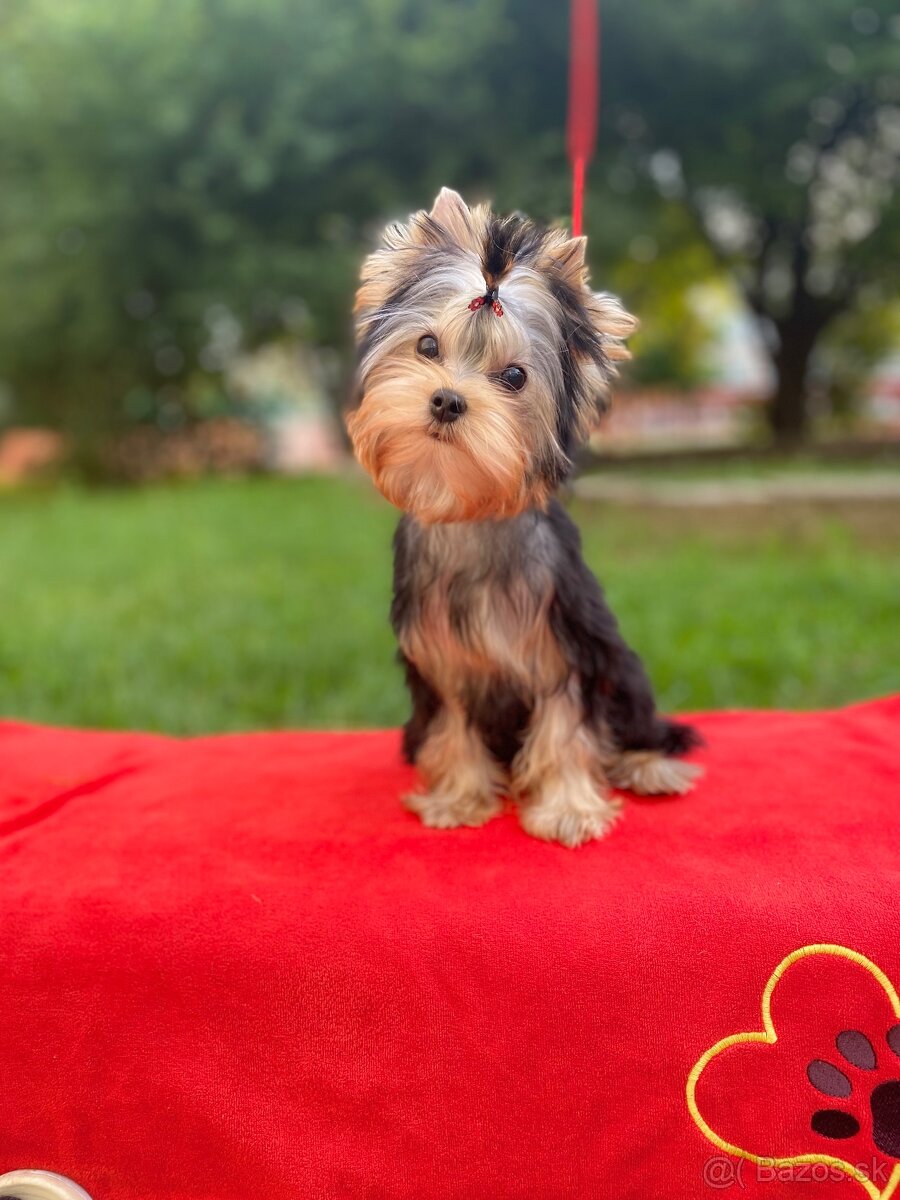 York, Yorkshire, Yorkshirsky terier, mini yorkshire - 13