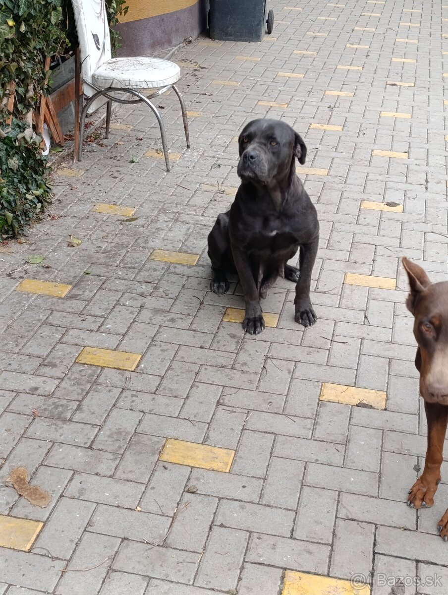 Cane corso modré šteniatka - 13