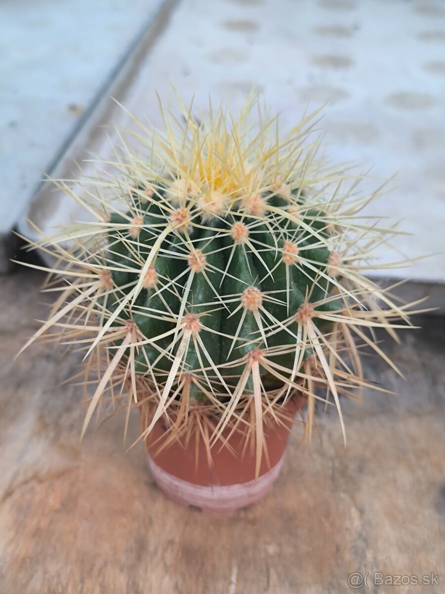 Kaktusy a sukulenty - 13