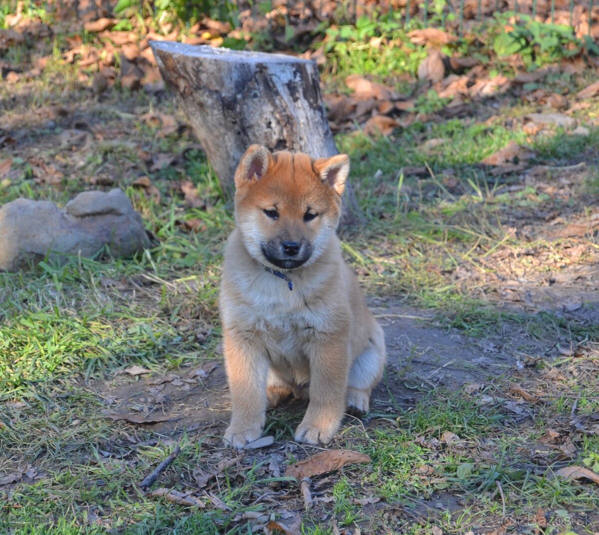 Shiba inu s PP /FCI / - 13