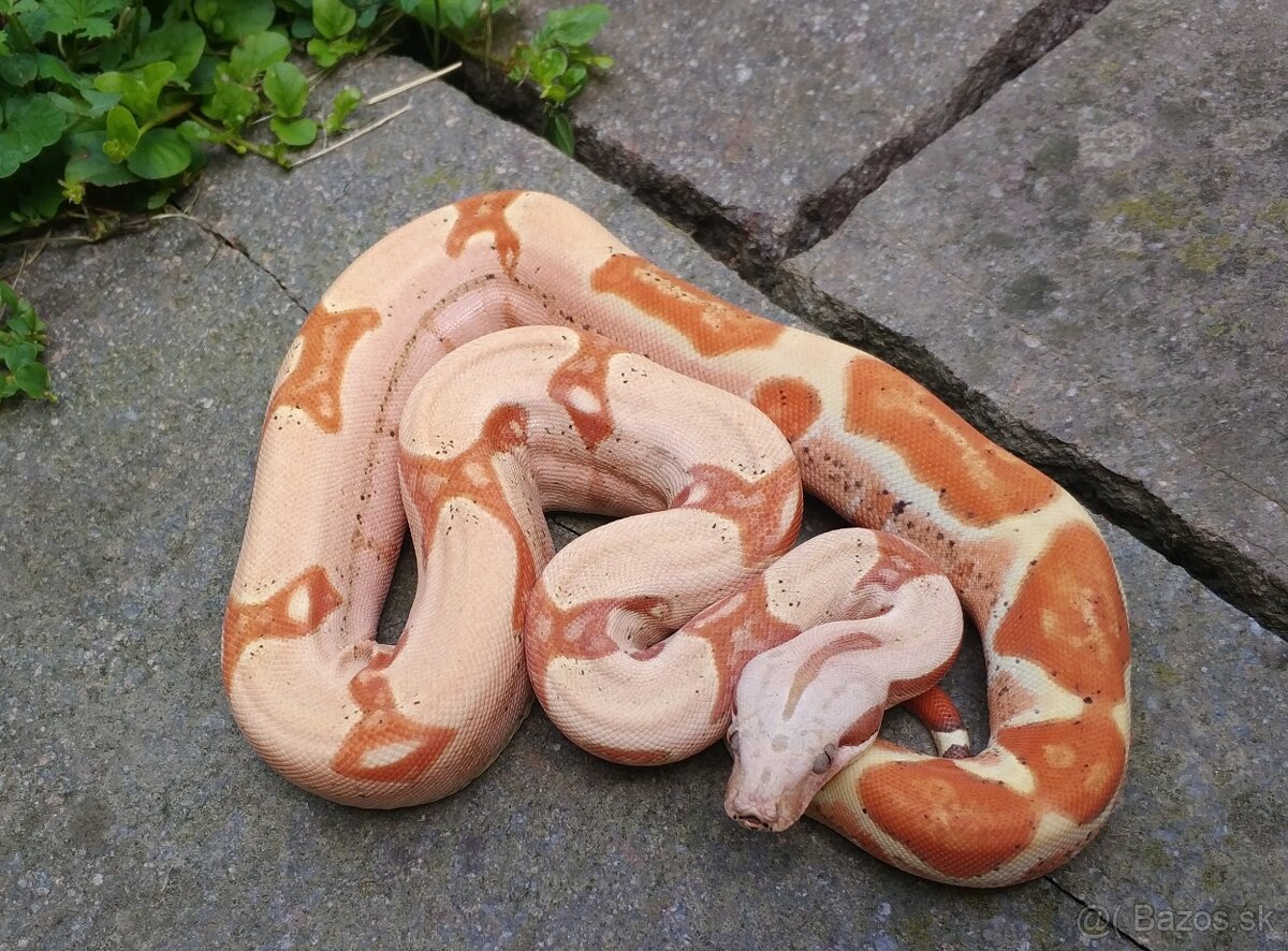 Boa imperator - Keltic VPI Albino, VPI Sunglow - 13