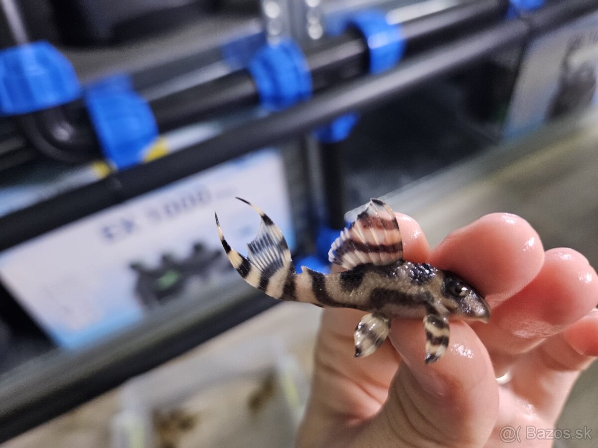 L 333 Gold line AAA - odchov - 13