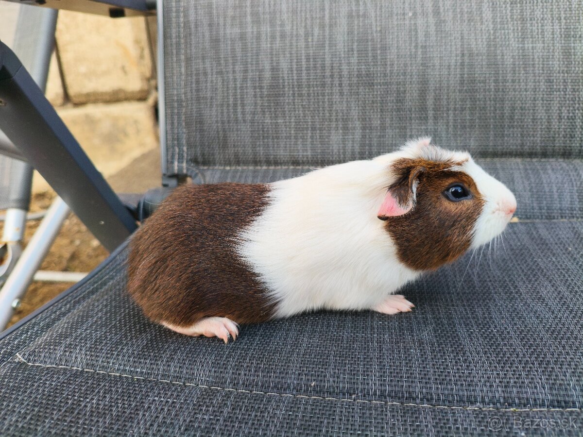 Cuy morčata - 13