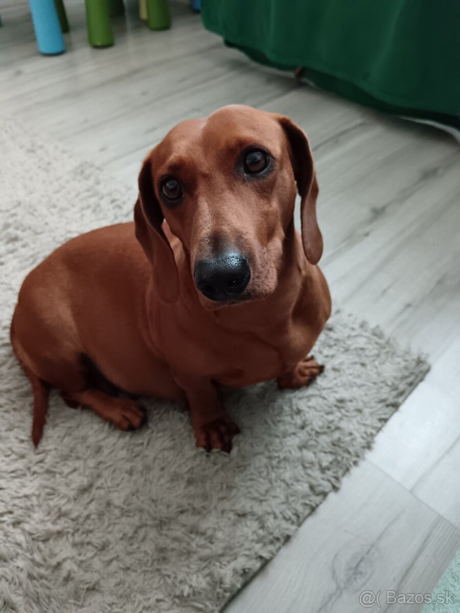 Šteniatka krátkosrtý jazvečík "štandard" - 13