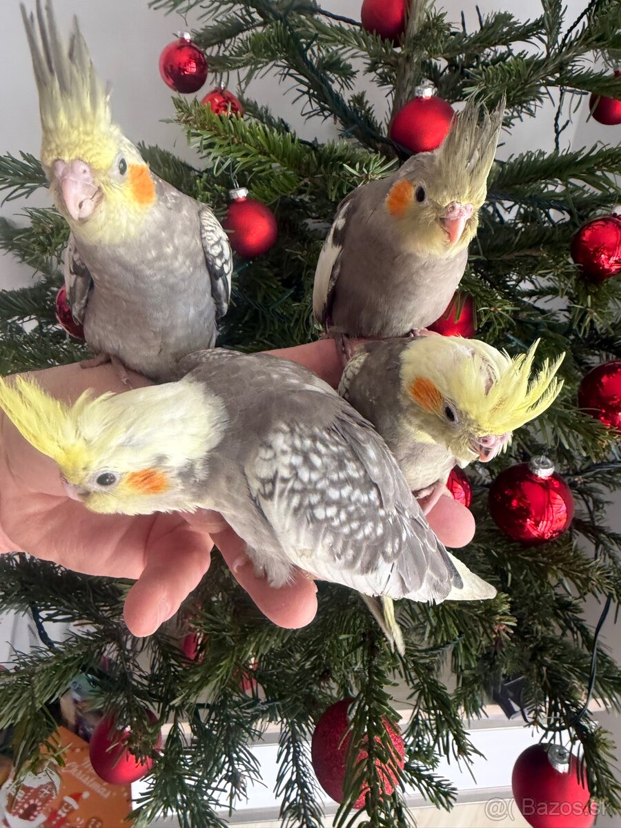 Korely ručne dokrmena Krotká - 13