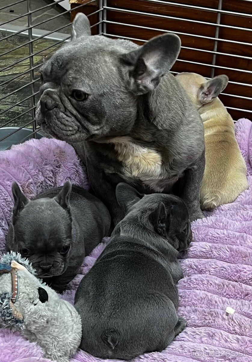 Francuzsky buldoček - 13