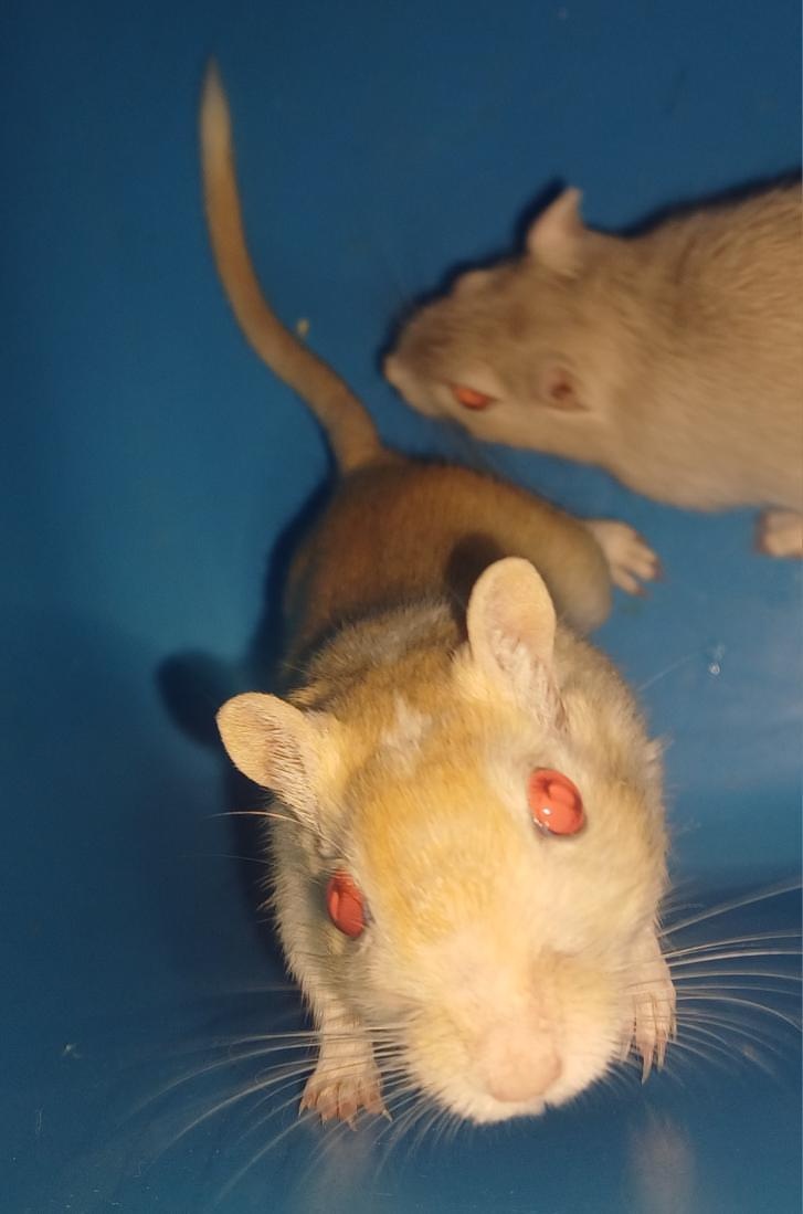 Predám pieskomilov + celé príslušenstvo - 13