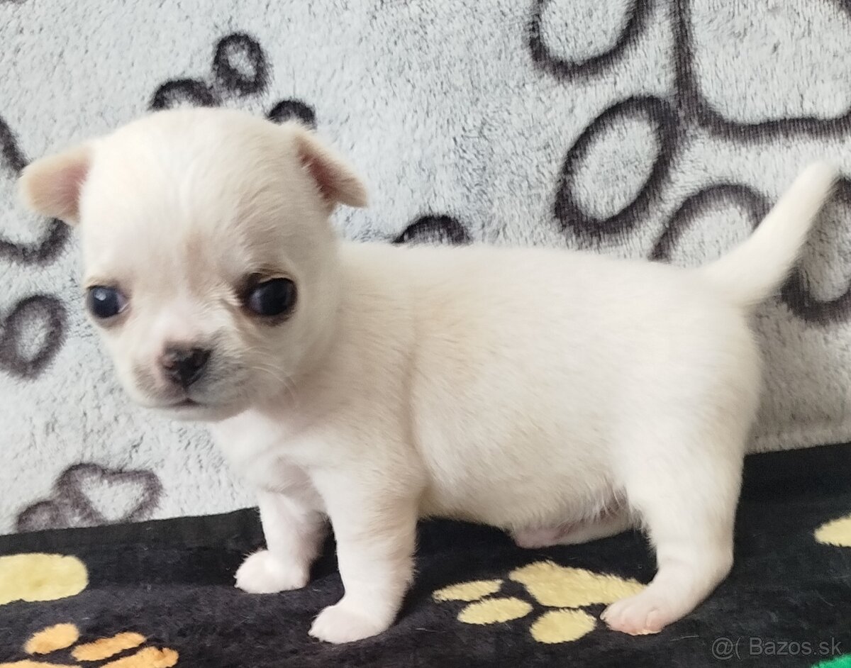 Čivava mini psík krátkosrstý - 13