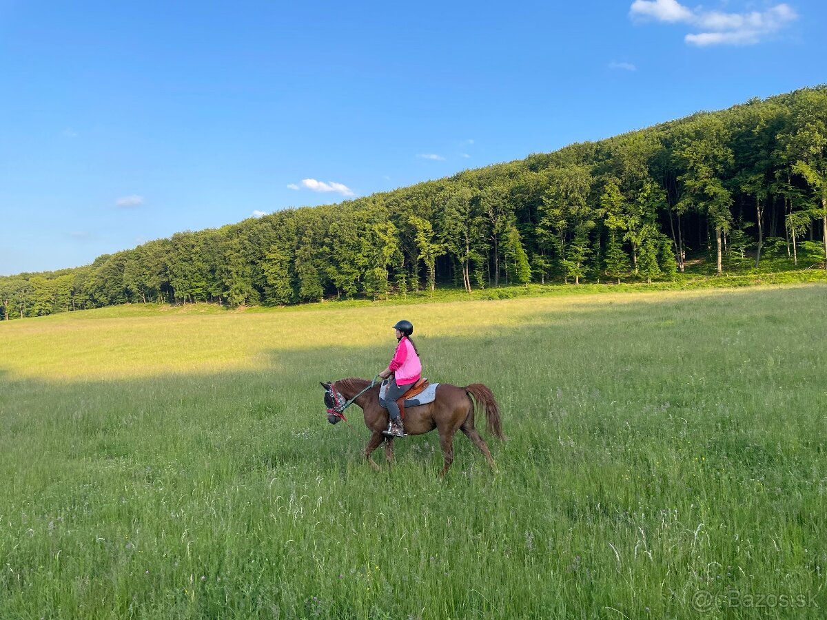 Ustajnenie koní - 13